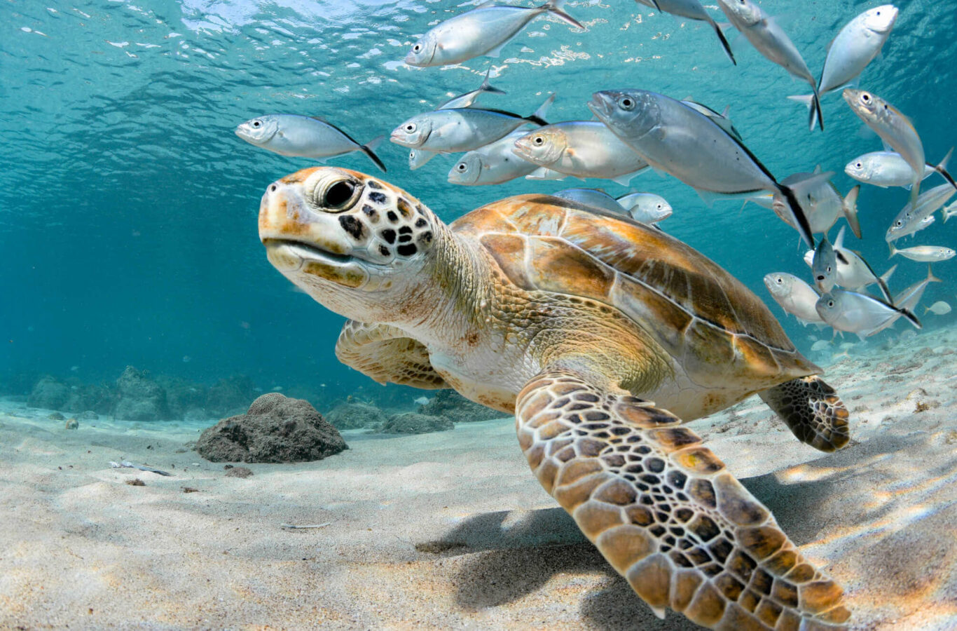 Turtle closeup with school of fish