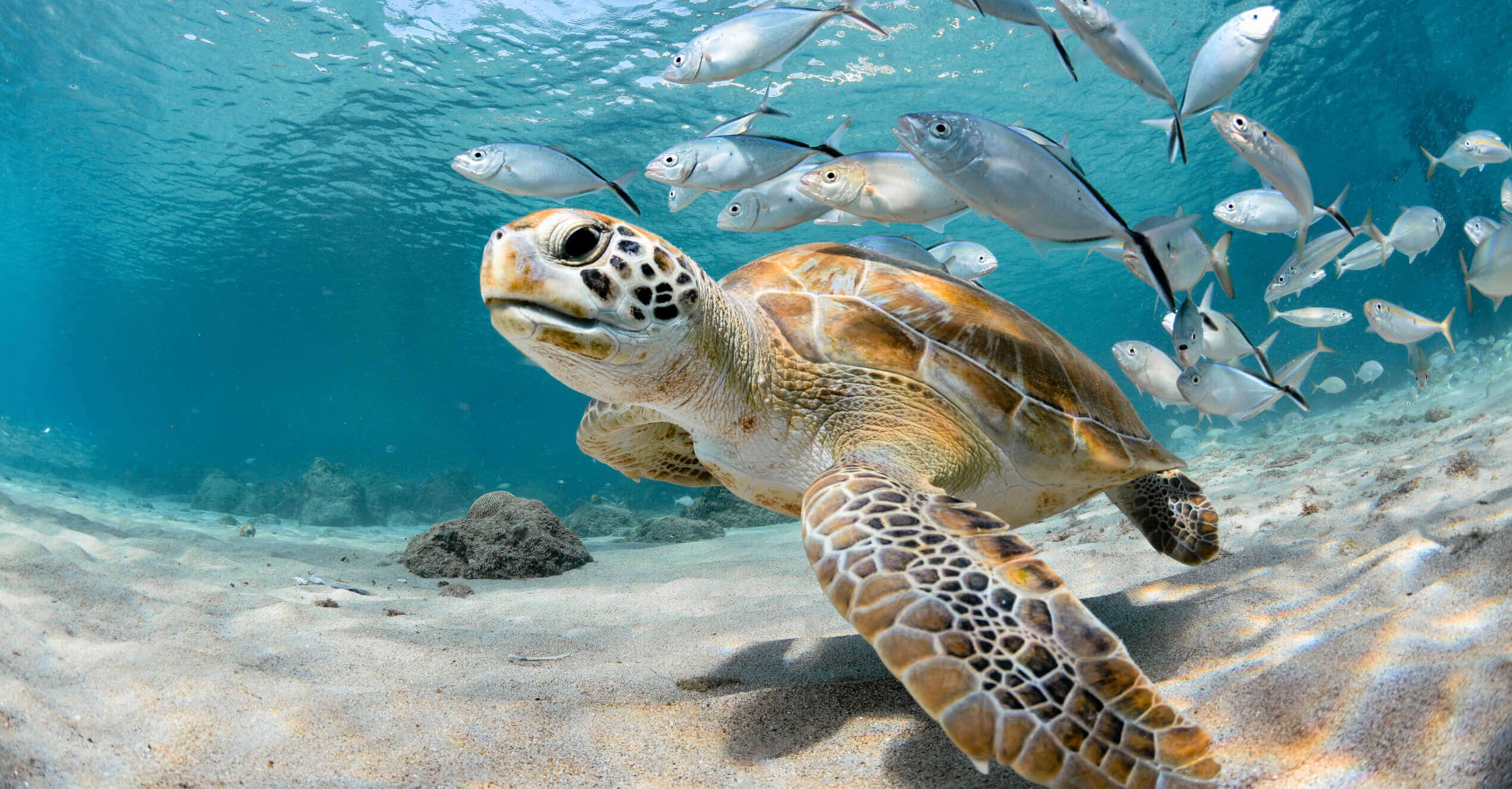 Turtle closeup with school of fish