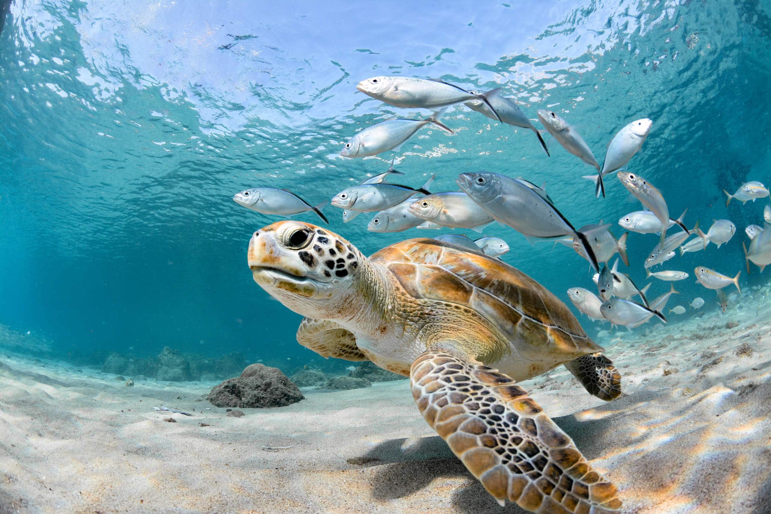 close up of a turtle underwater