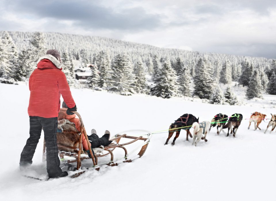 dog sledding in norway