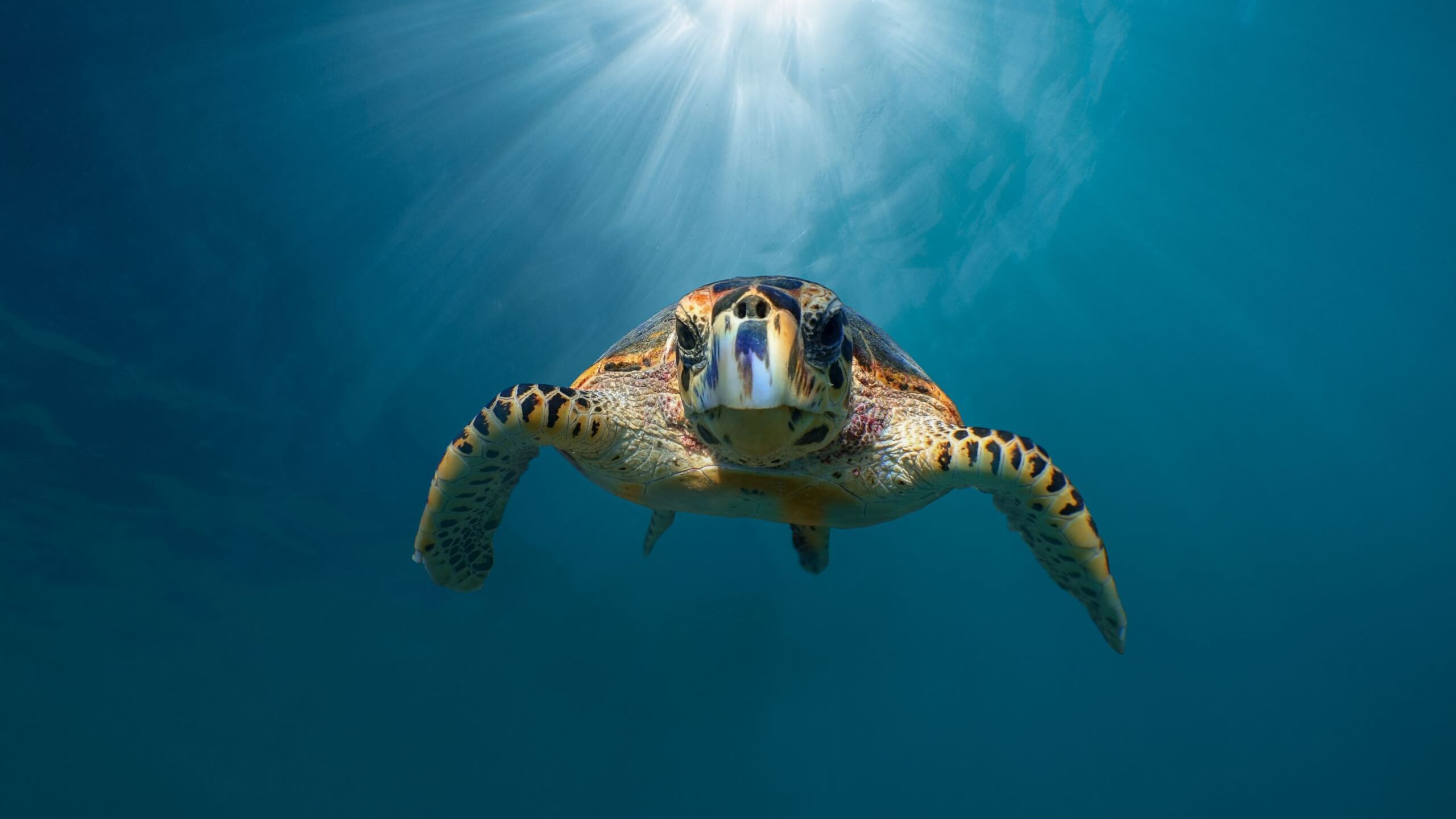 diving turtle superyacht charter