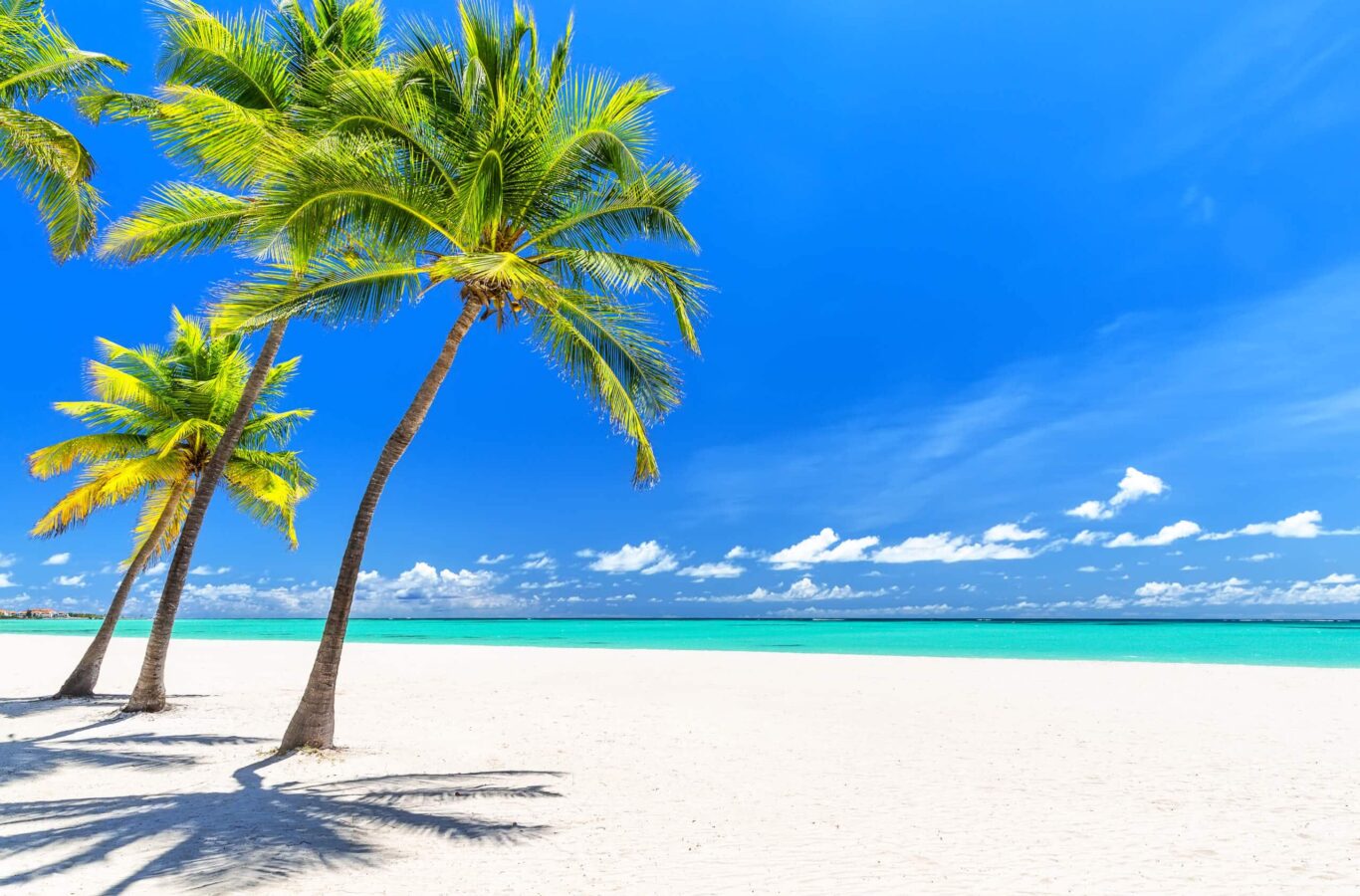 Charter a superyacht in the Caribbean and enjoy Coconut Palm Trees On White Sandy Beaches