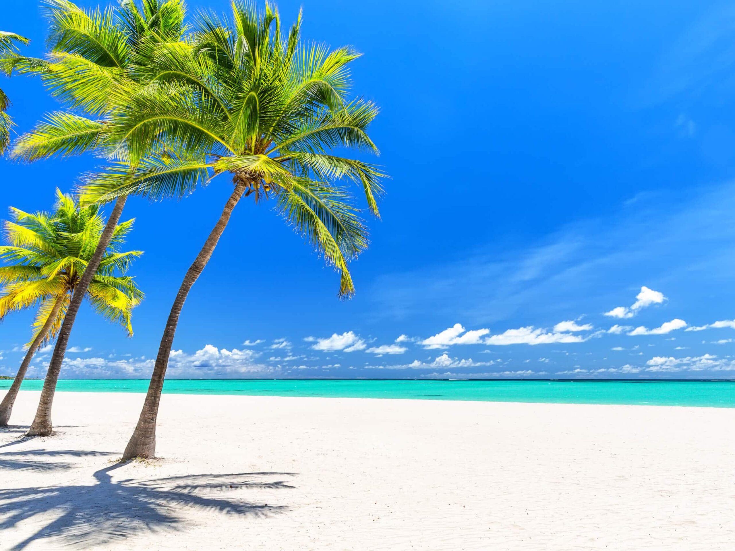 Charter a superyacht in the Caribbean and enjoy Coconut Palm Trees On White Sandy Beaches