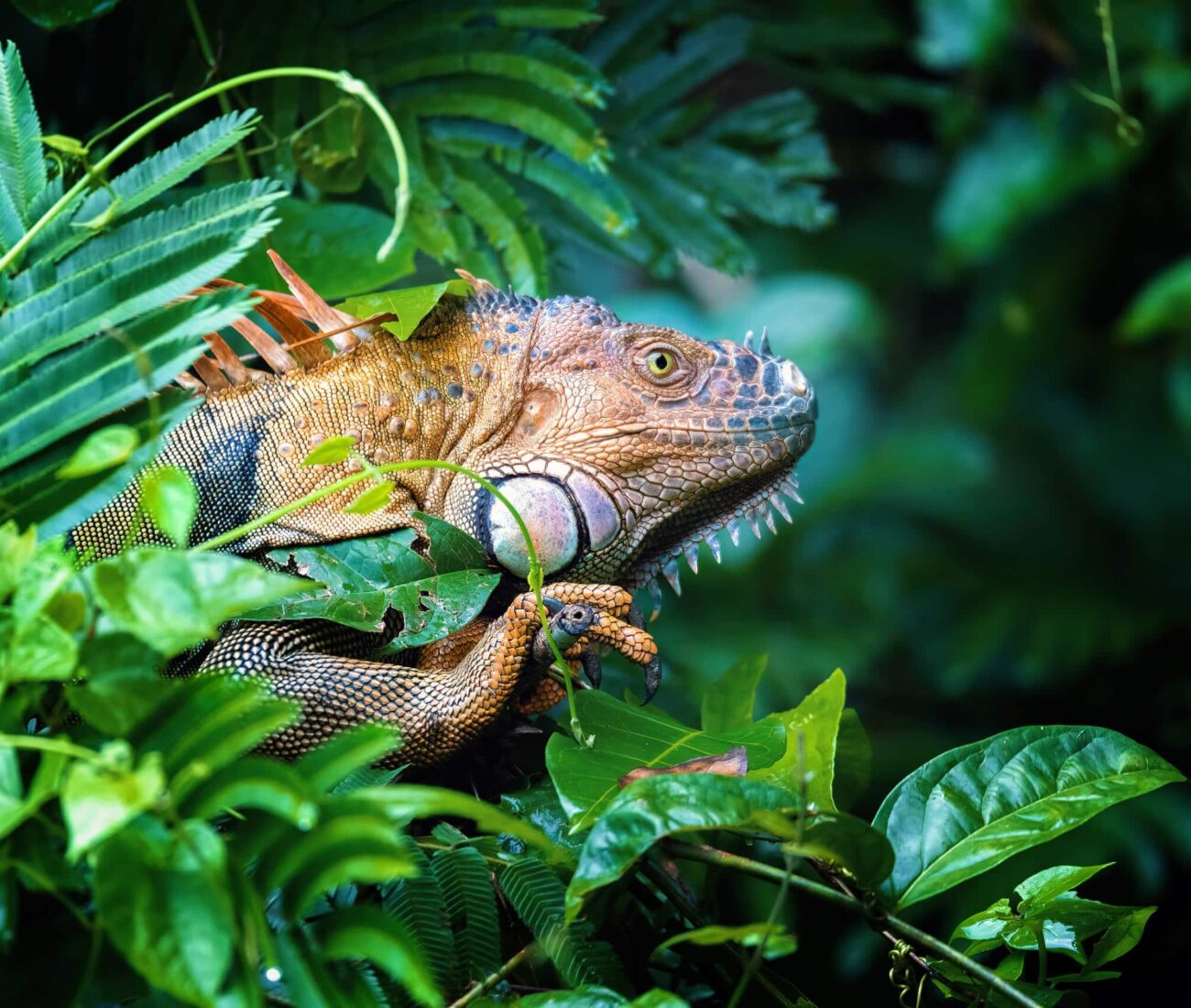 Green iguana on tree in tropical rainforest, Tortuguero, Costa Rica Caribbean superyacht charter