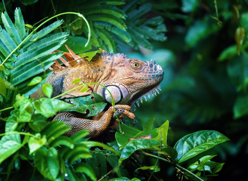 Green iguana on tree in tropical rainforest, Tortuguero, Costa Rica Caribbean superyacht charter