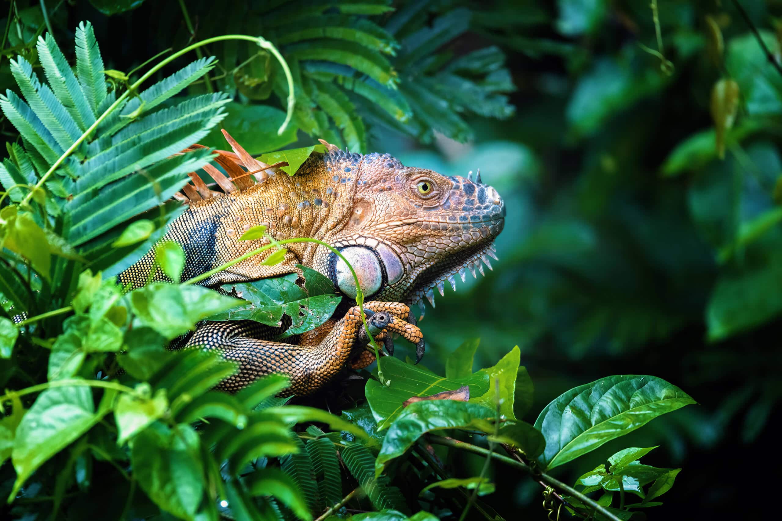 Green iguana on tree in tropical rainforest, Tortuguero, Costa Rica Caribbean superyacht charter