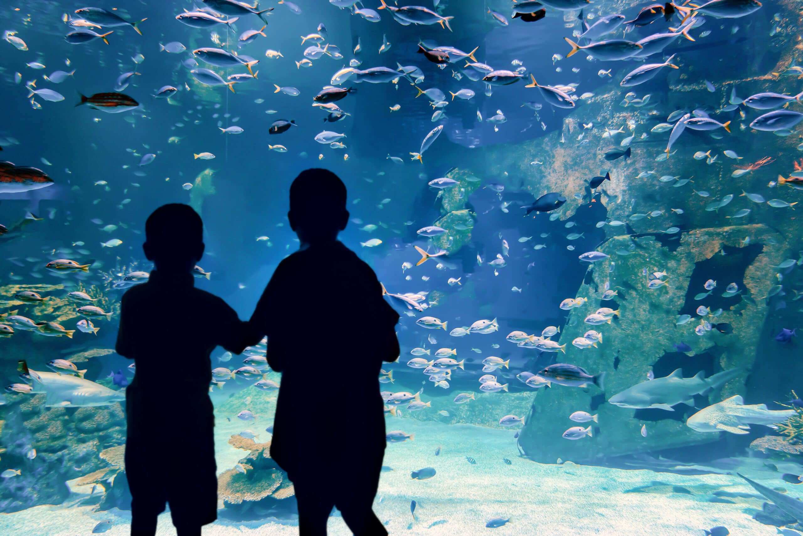 children in the aquarium enthusiastically watch and observe the underwater world. superyacht charter in italy