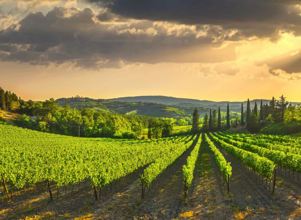 Vineyards countryside landscape panorama on sunrise. Tuscany, Italy, Europe. with a yomira superyacht charter
