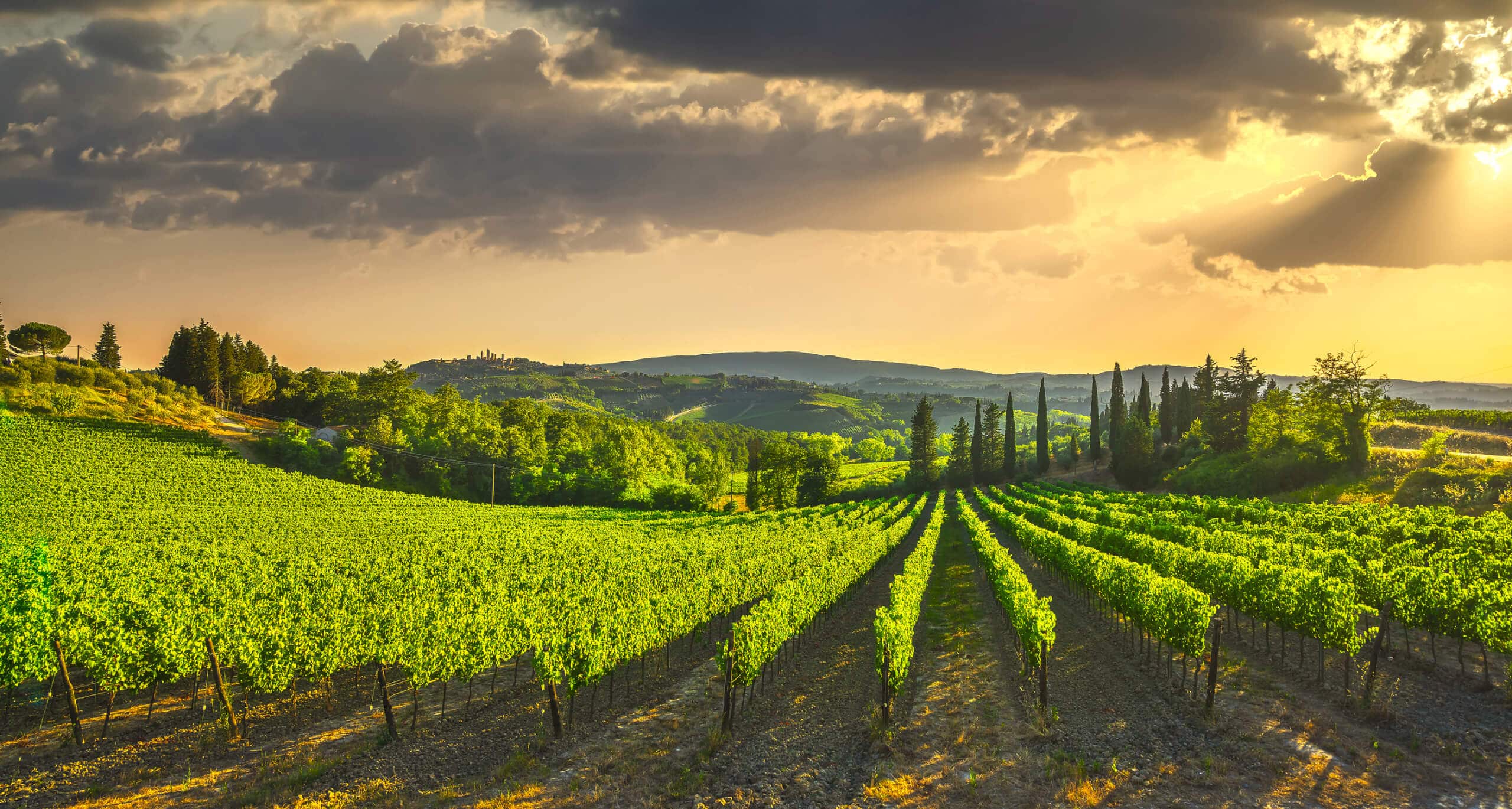 Vineyards countryside landscape panorama on sunrise. Tuscany, Italy, Europe. with a yomira superyacht charter