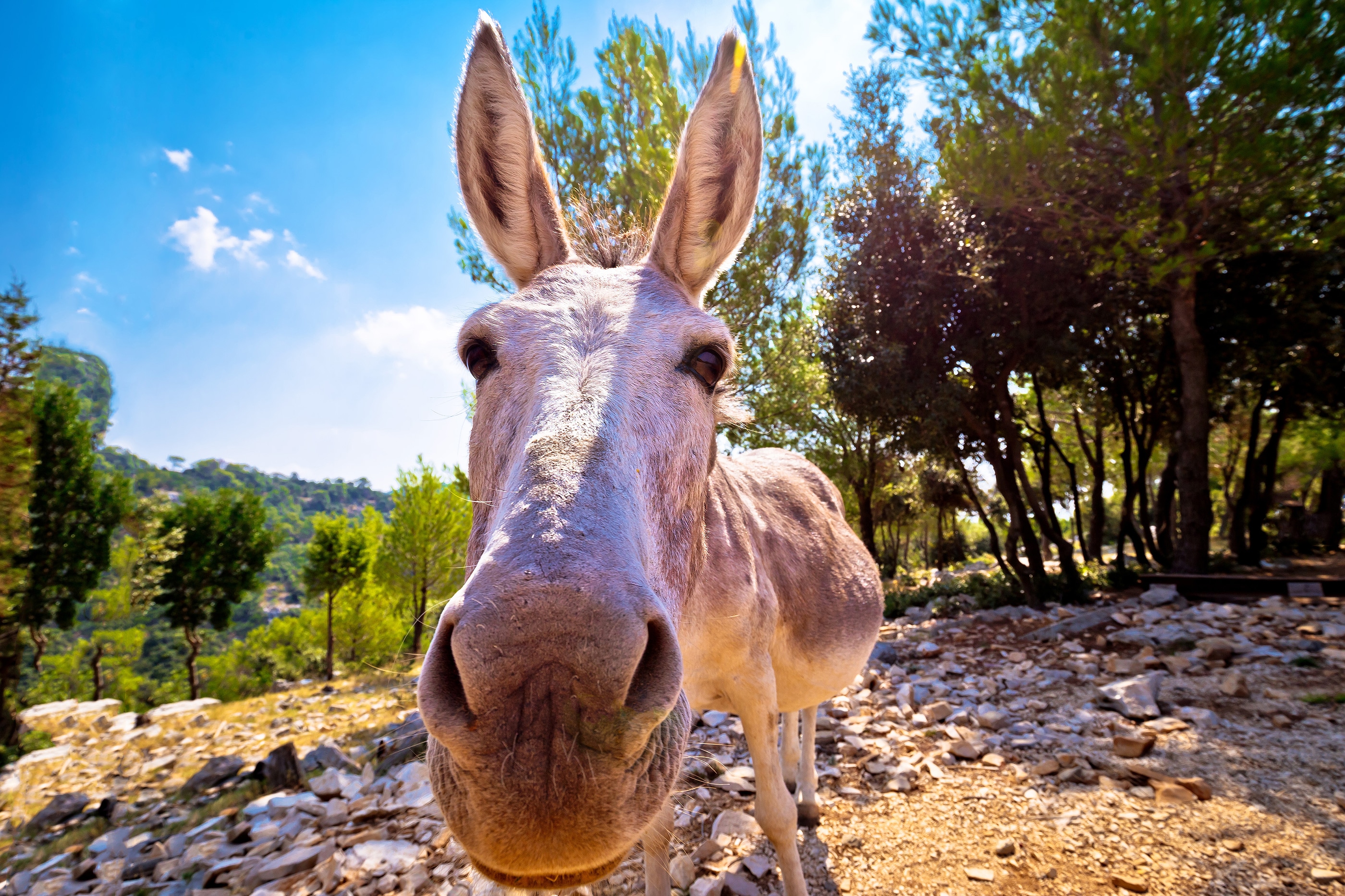 Dalmatian island donkey on a superyacht charter in croatia