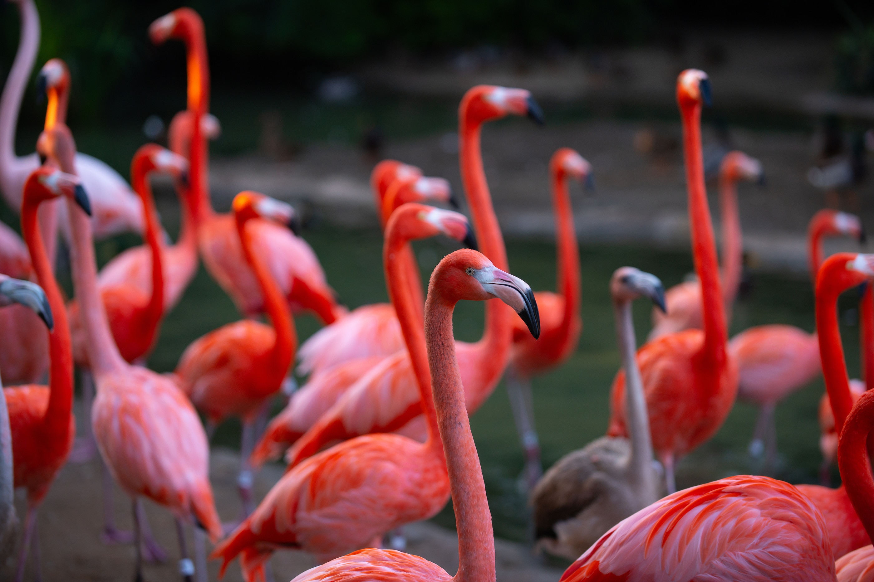 Flock of flamingoes
