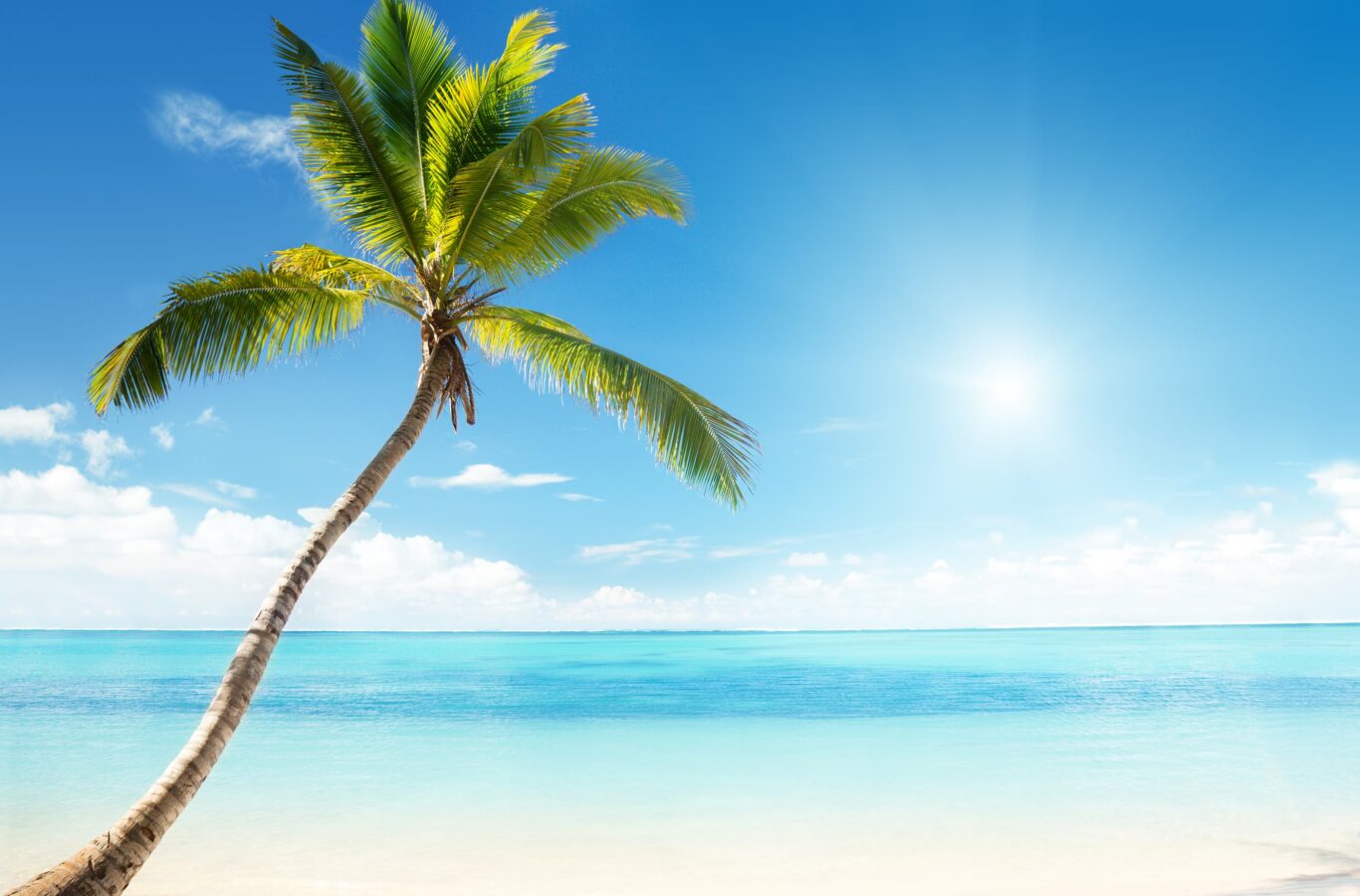 Caribbean sea and coconut palm from a superyacht charter