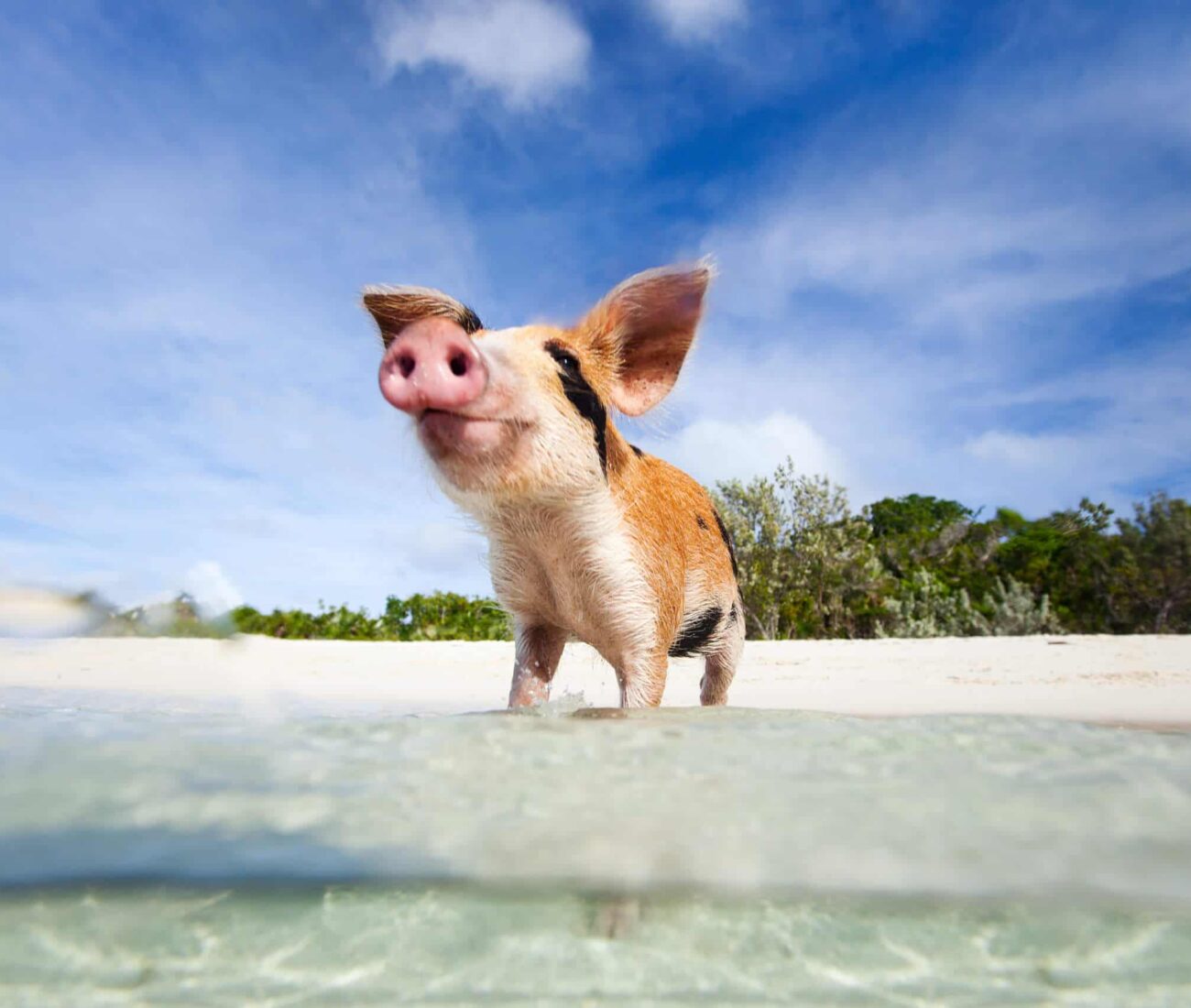 Little piglet in a water at beach on Exuma Bahamas