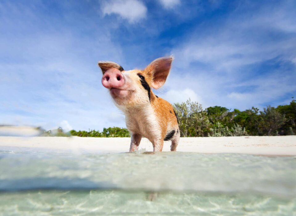 Little piglet in a water at beach on Exuma Bahamas