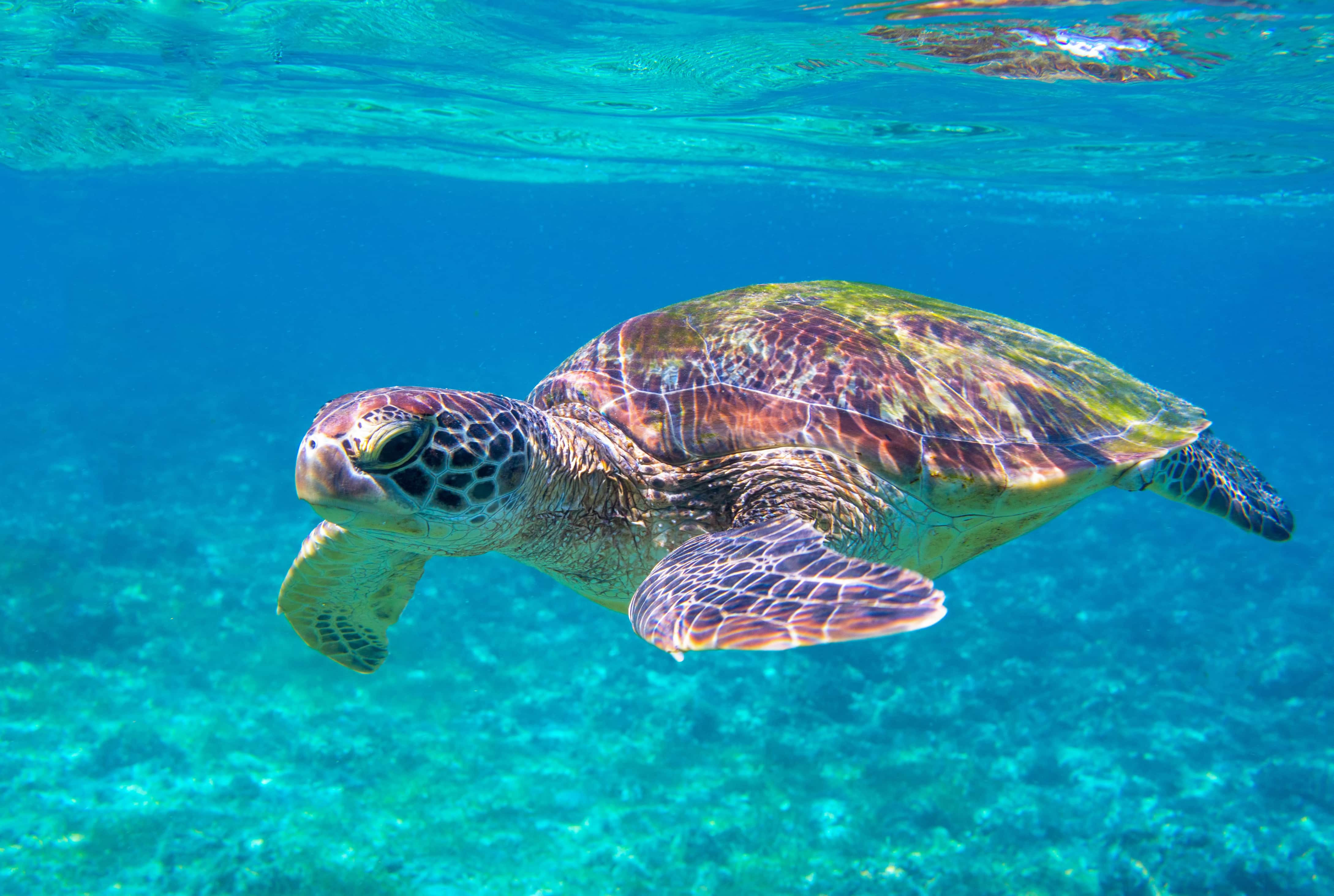 Sea turtle in turquoise water