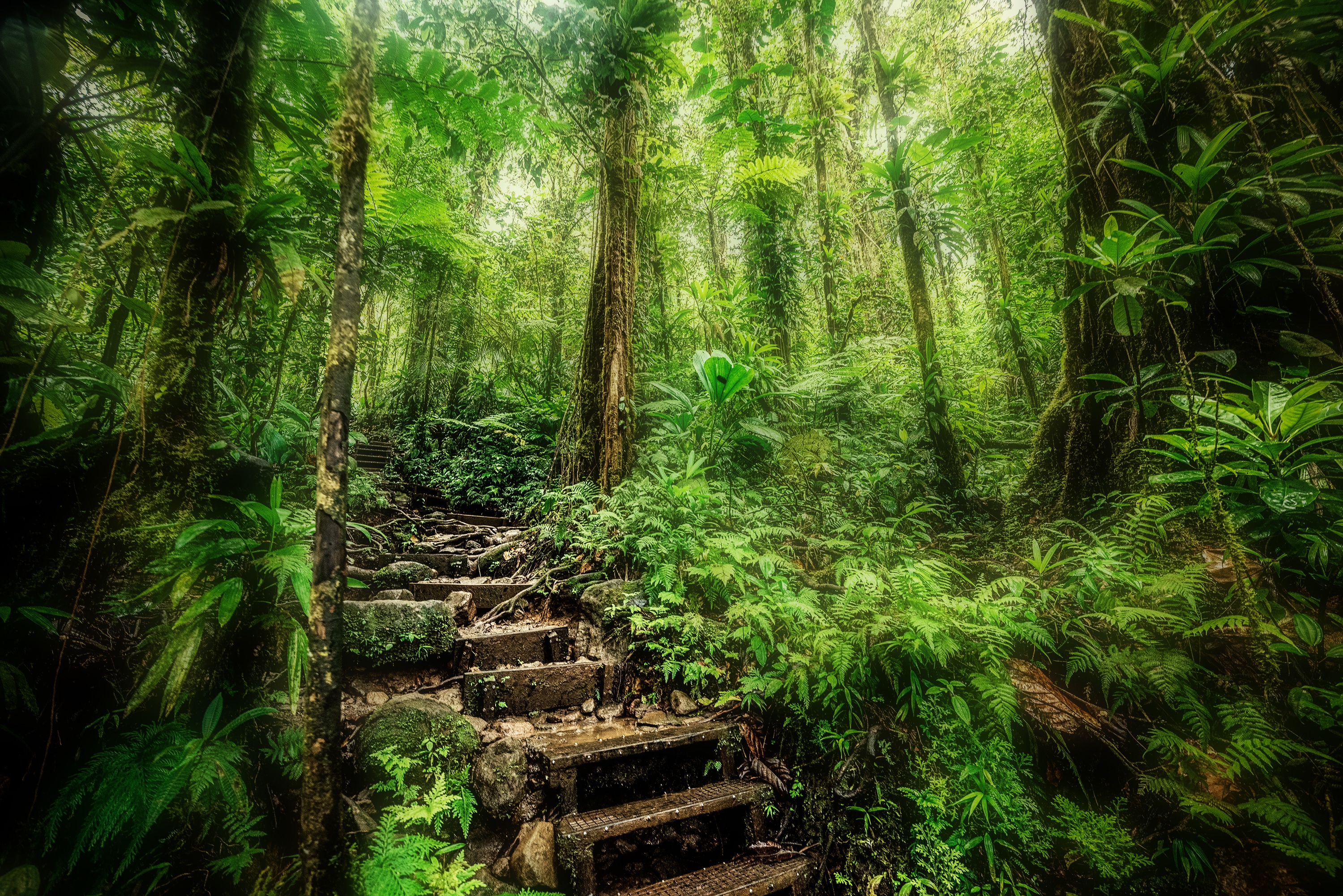 Steps in Basse Terre jungle. Guadeloupe, Caribbean super yacht charter