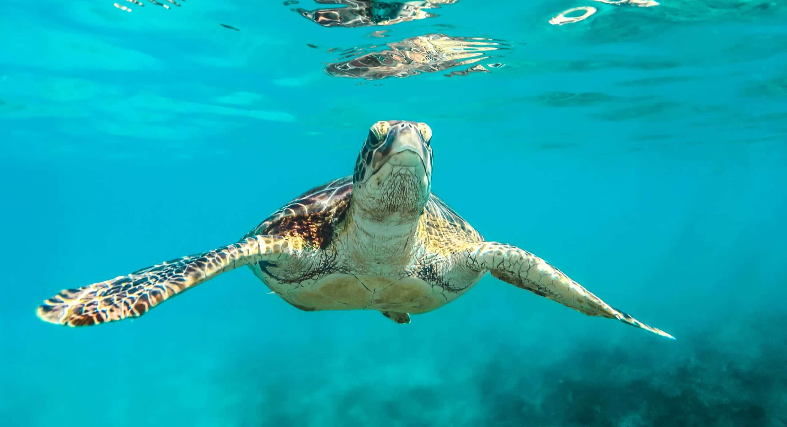 Turtle Swimming in the Bahamas on a Caribbean superyacht charter