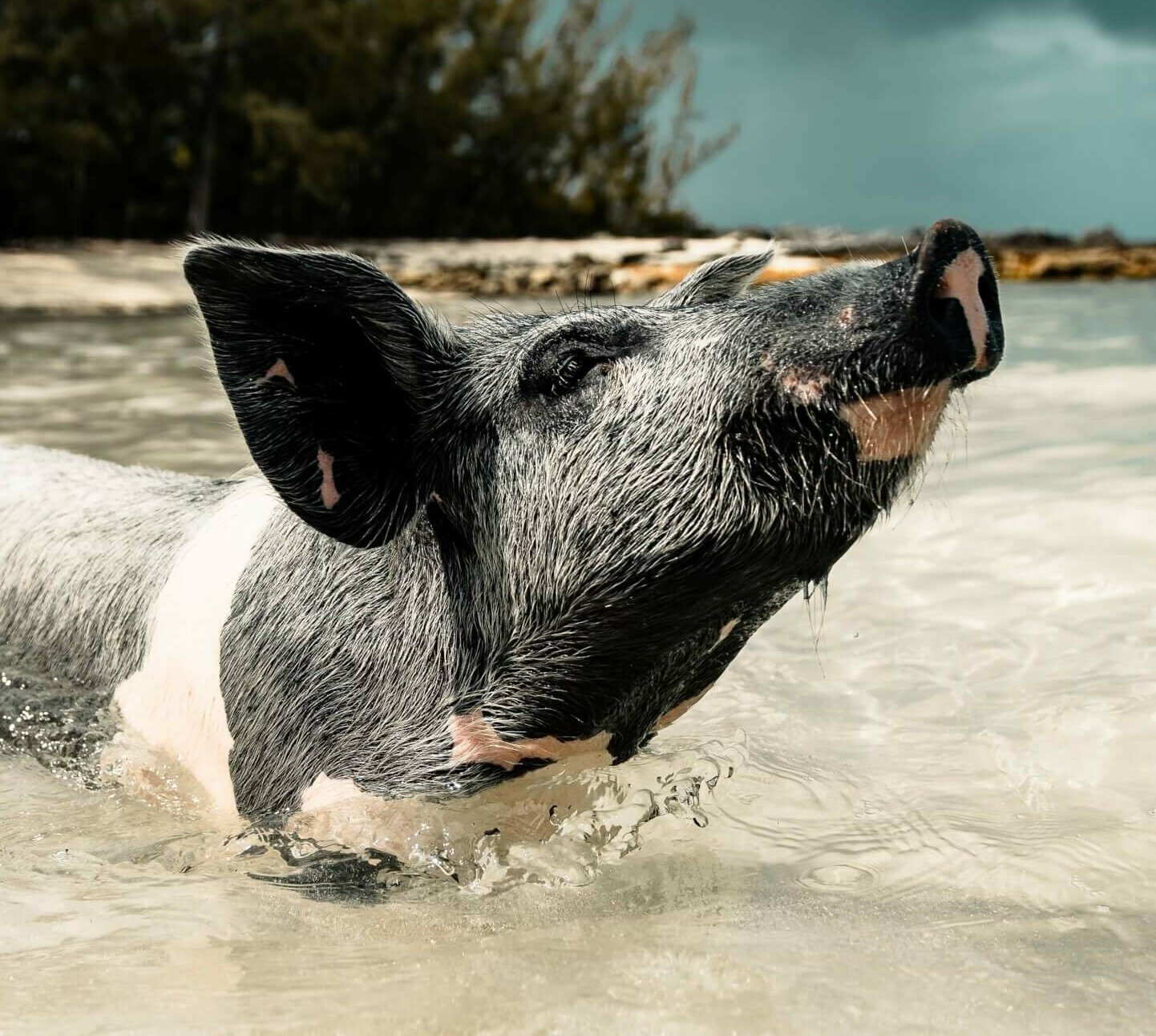 Happy Swimming Piglet in the Bahamas superyacht charter