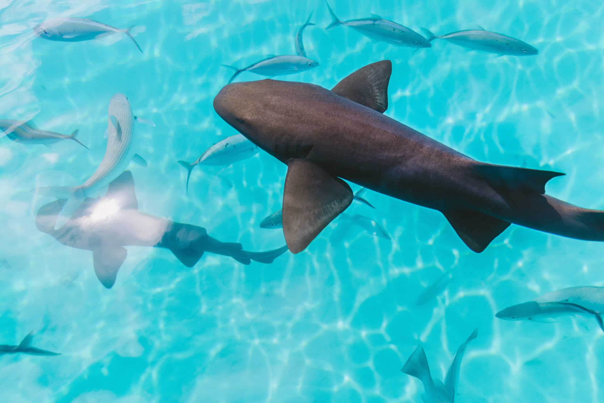 Nurse Sharks in the Bahamas superyacht charter