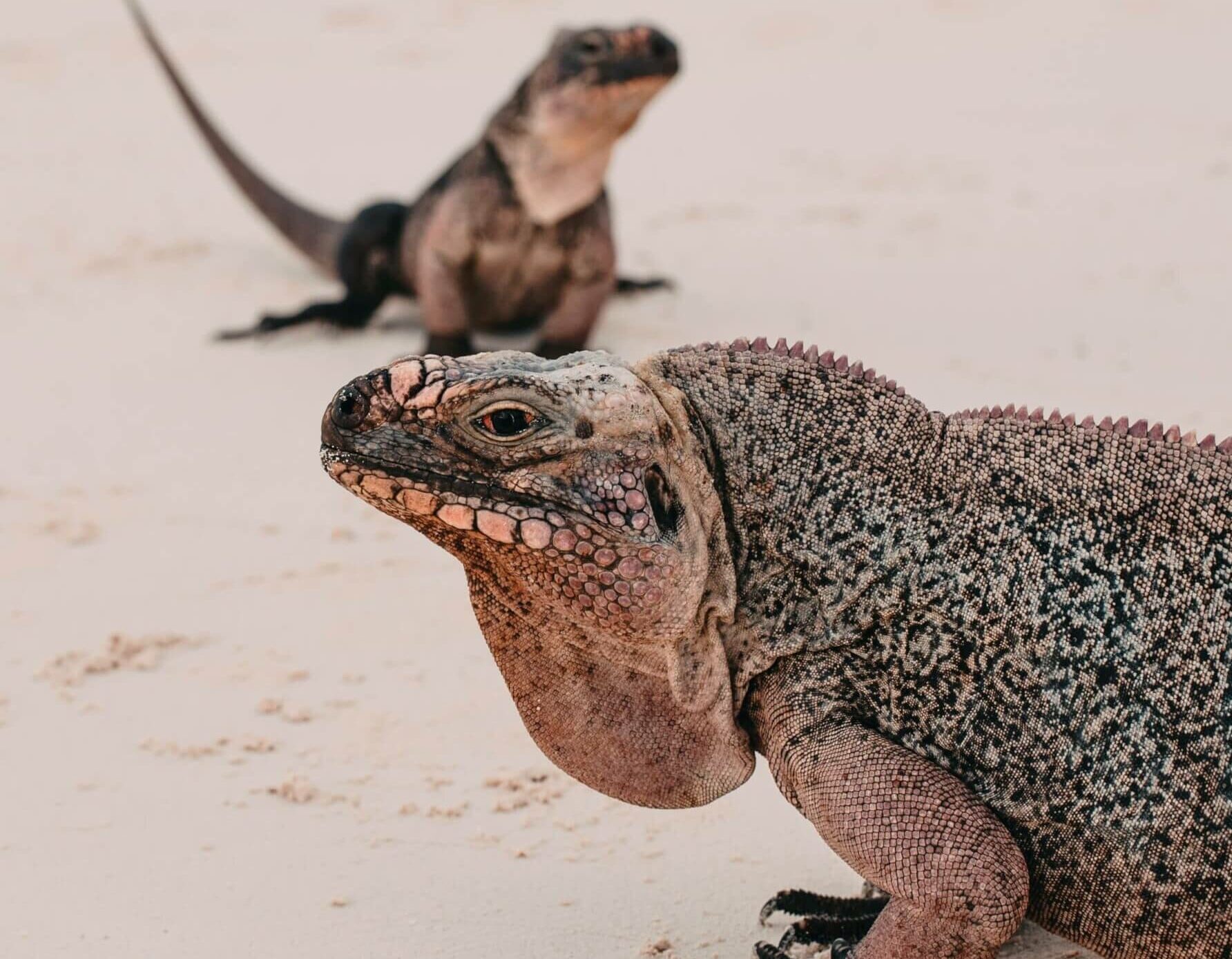 Iguanas on the beach on Allan’s Cay Bahamas superyacht charter