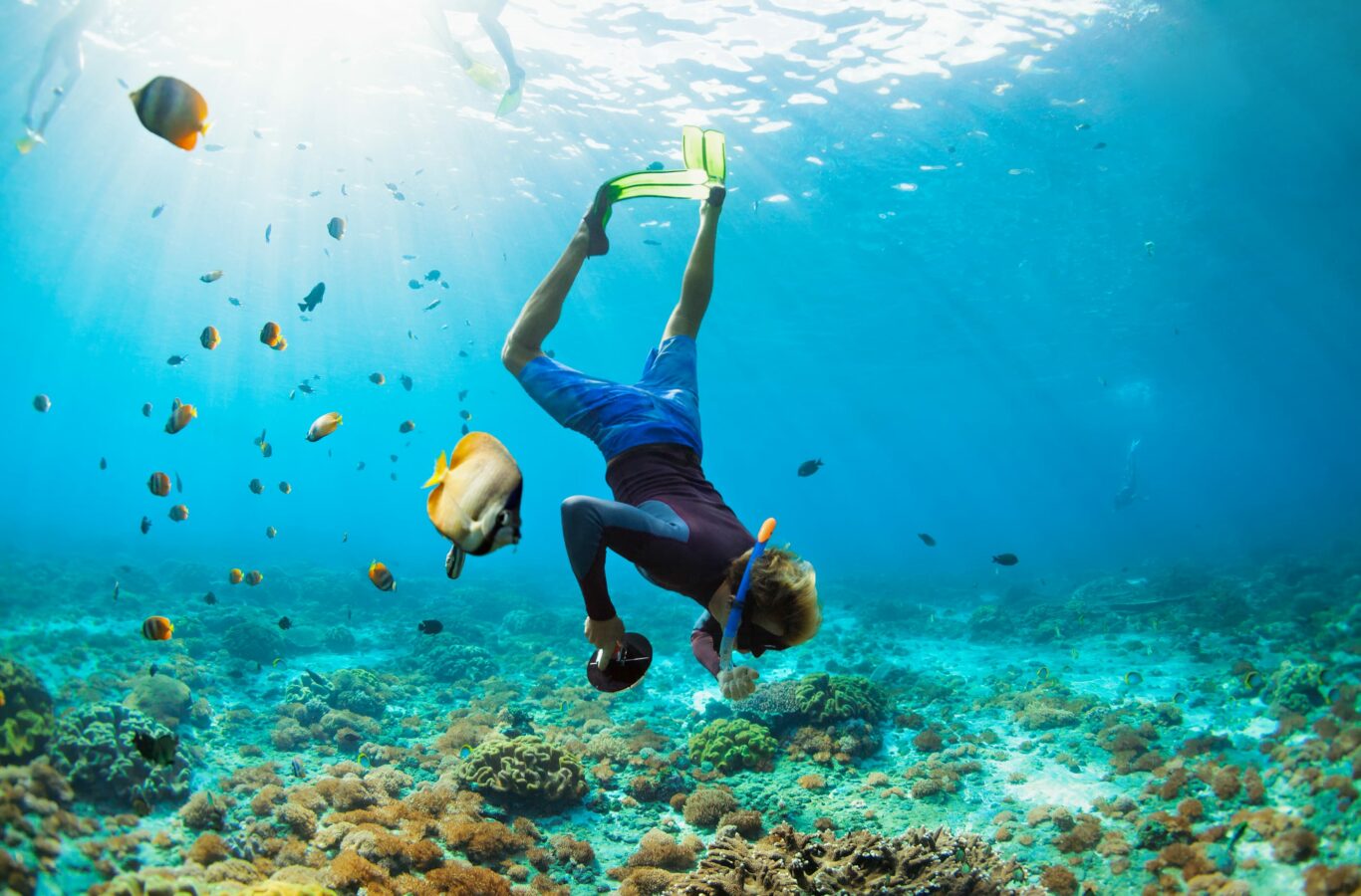 person snorkelling in shallow water with tropical fishes