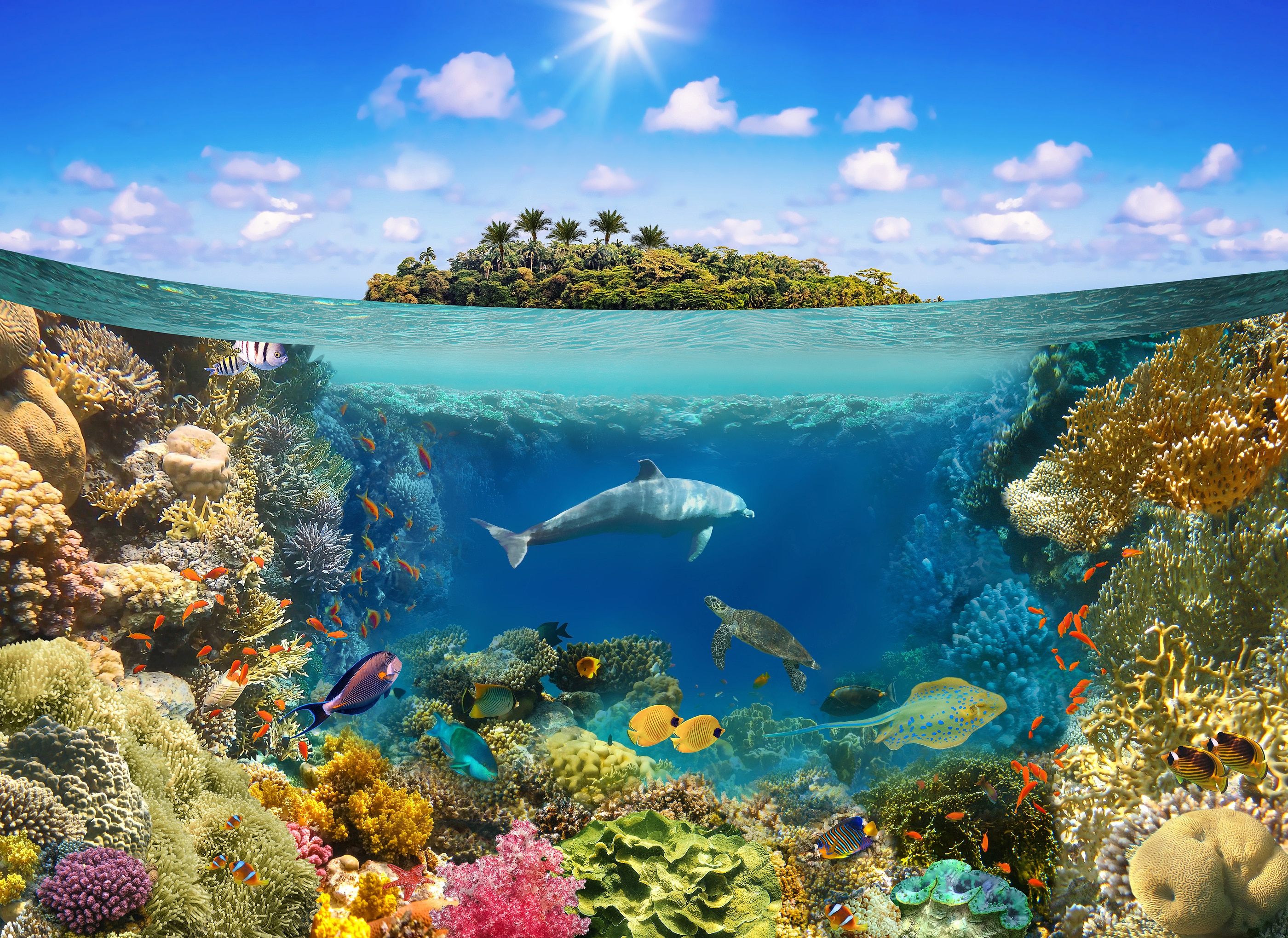 Underwater World. Coral Fishes Of Red Sea