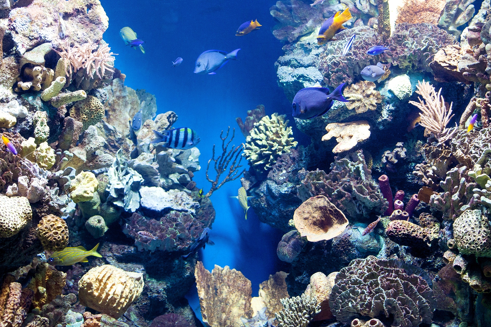 underwater world with corals and tropical fish