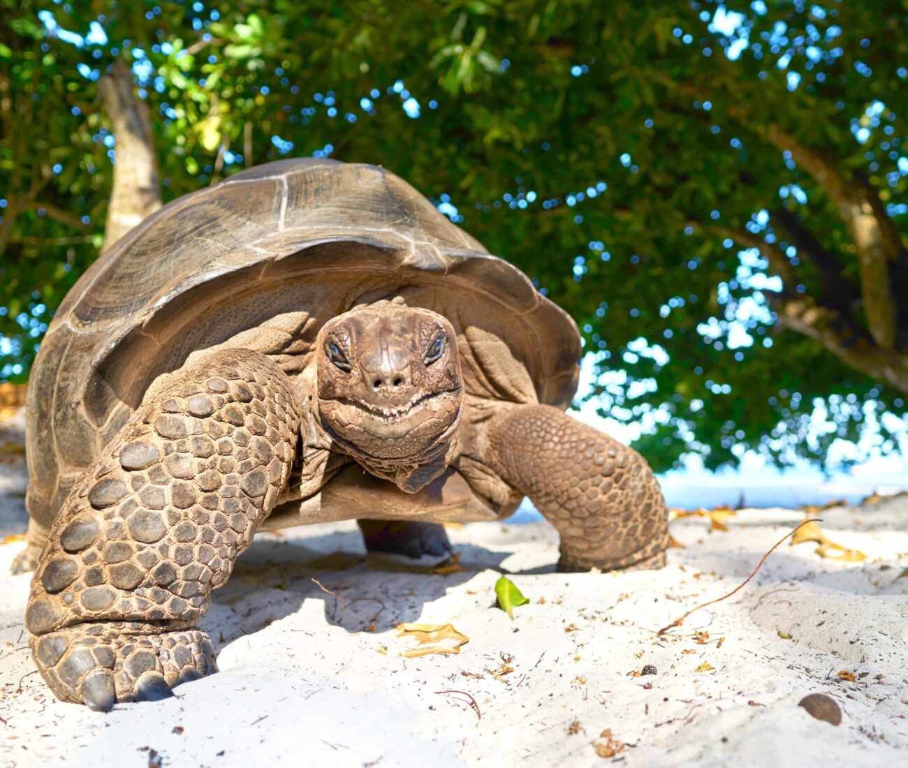 giant tortoise on seychelles island smiling