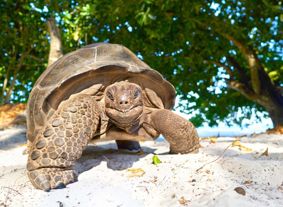 giant tortoise on seychelles island smiling