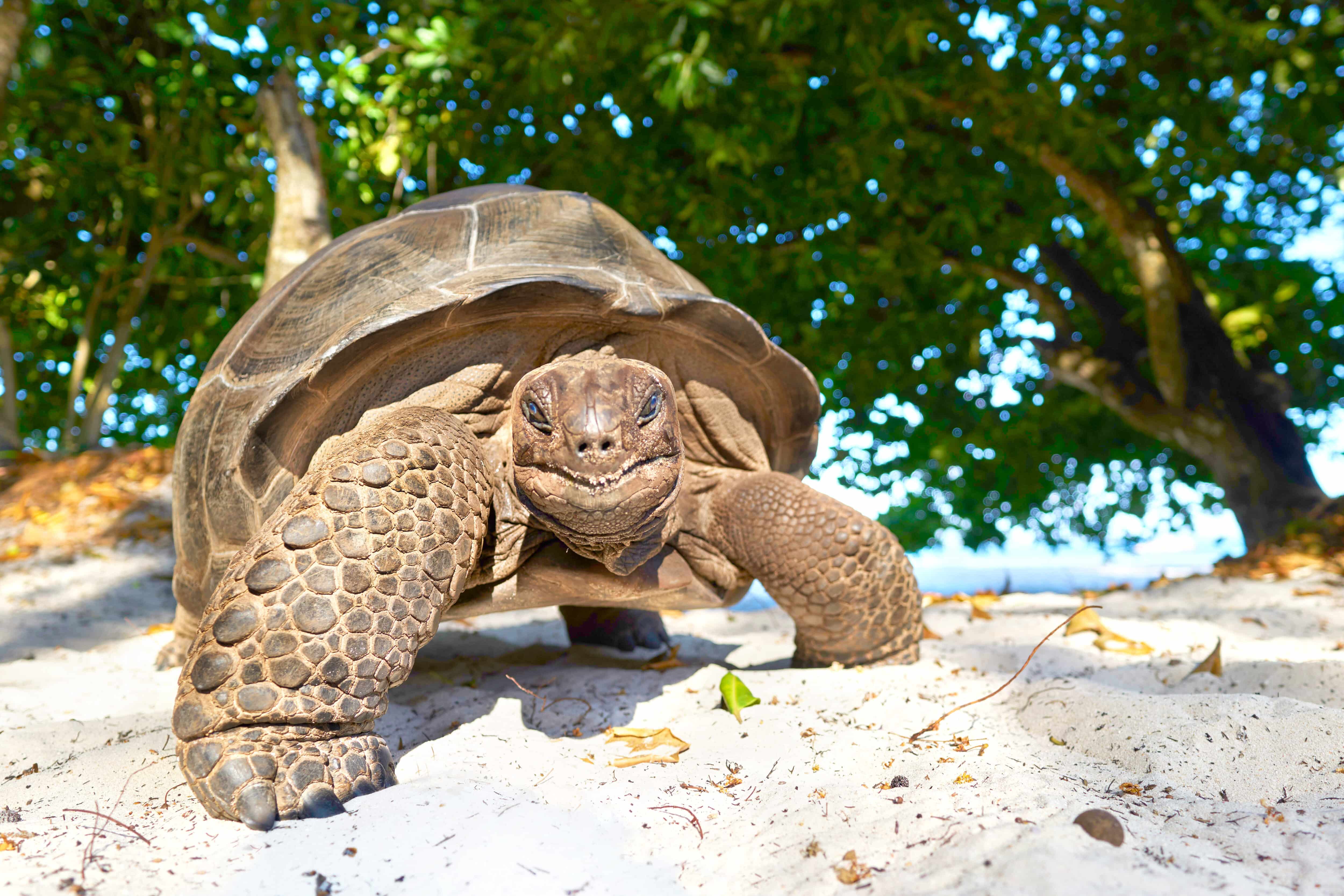 giant tortoise on seychelles island smiling